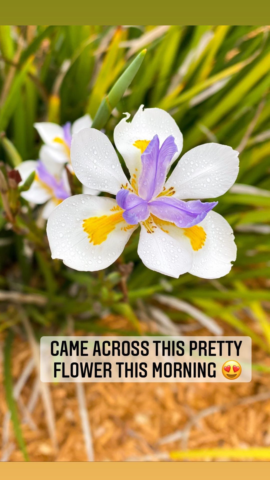 Vanessa Rallonza: Enchanting Blend of White, Purple, and Yellow Blooms