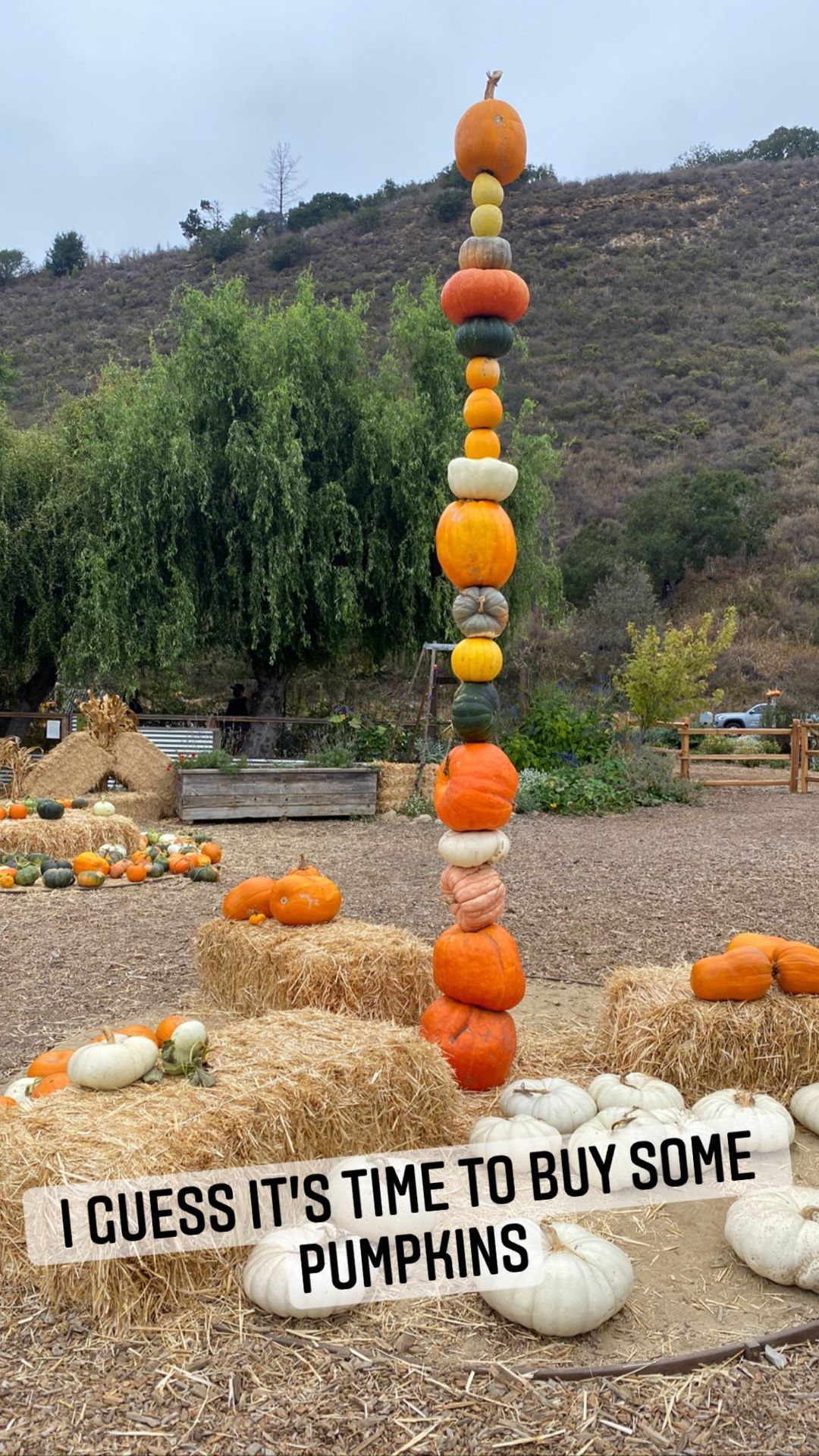 Vanessa Rallonza Autumn Pumpkin Delight