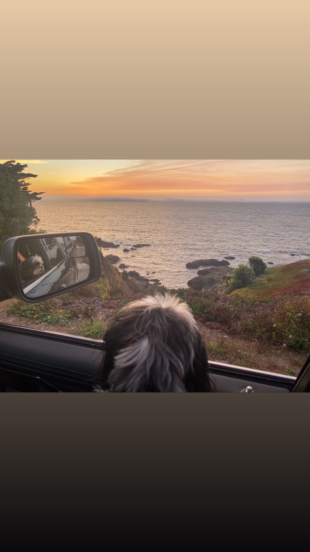 Vanessa Rallonza: Curious Canine in Moving Vehicle Scene