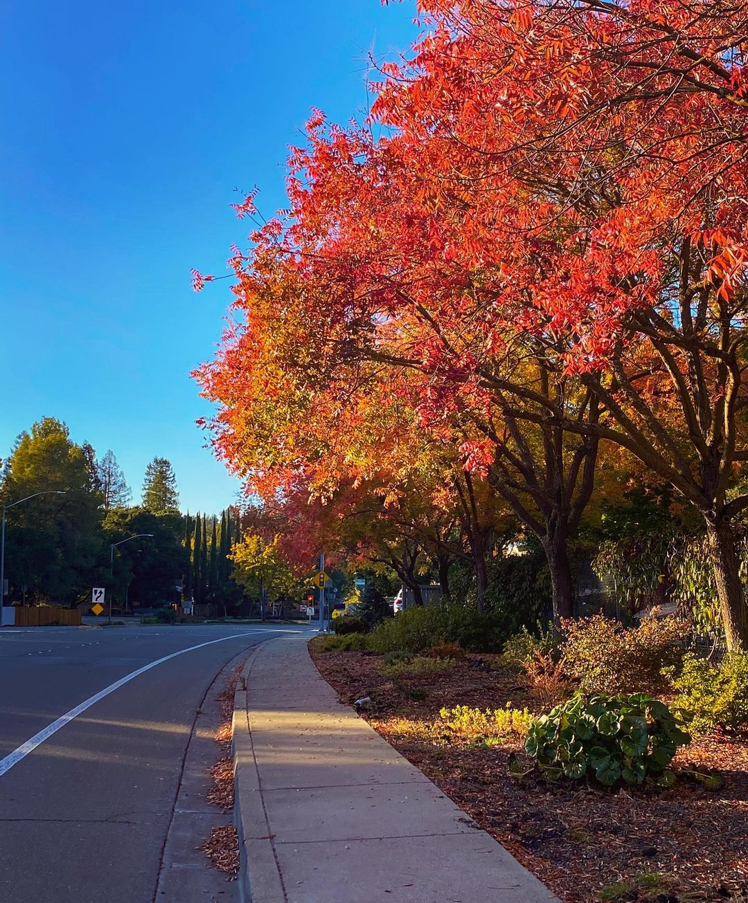 Vanessa Rallonza: Vibrant Red Autumn Scene Along Picturesque Roadway