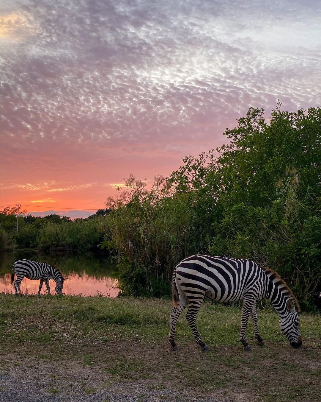Vanessa Rallonza: Graceful Zebras at Sunset, African Golden Moment