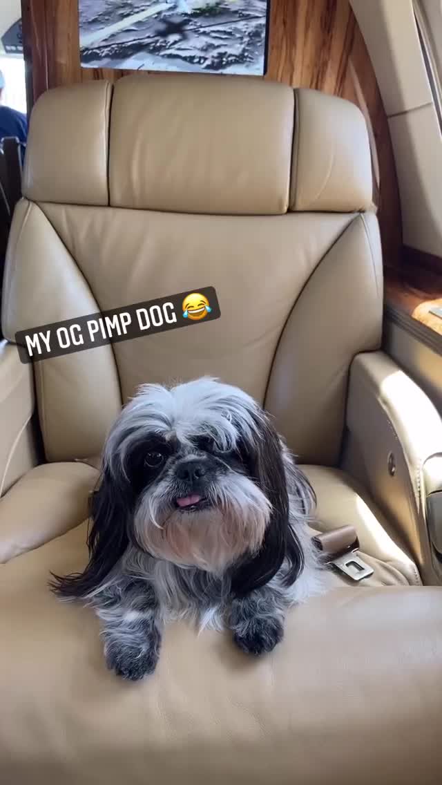 Vanessa Rallonza Heartwarming Dog Journey (Video)
