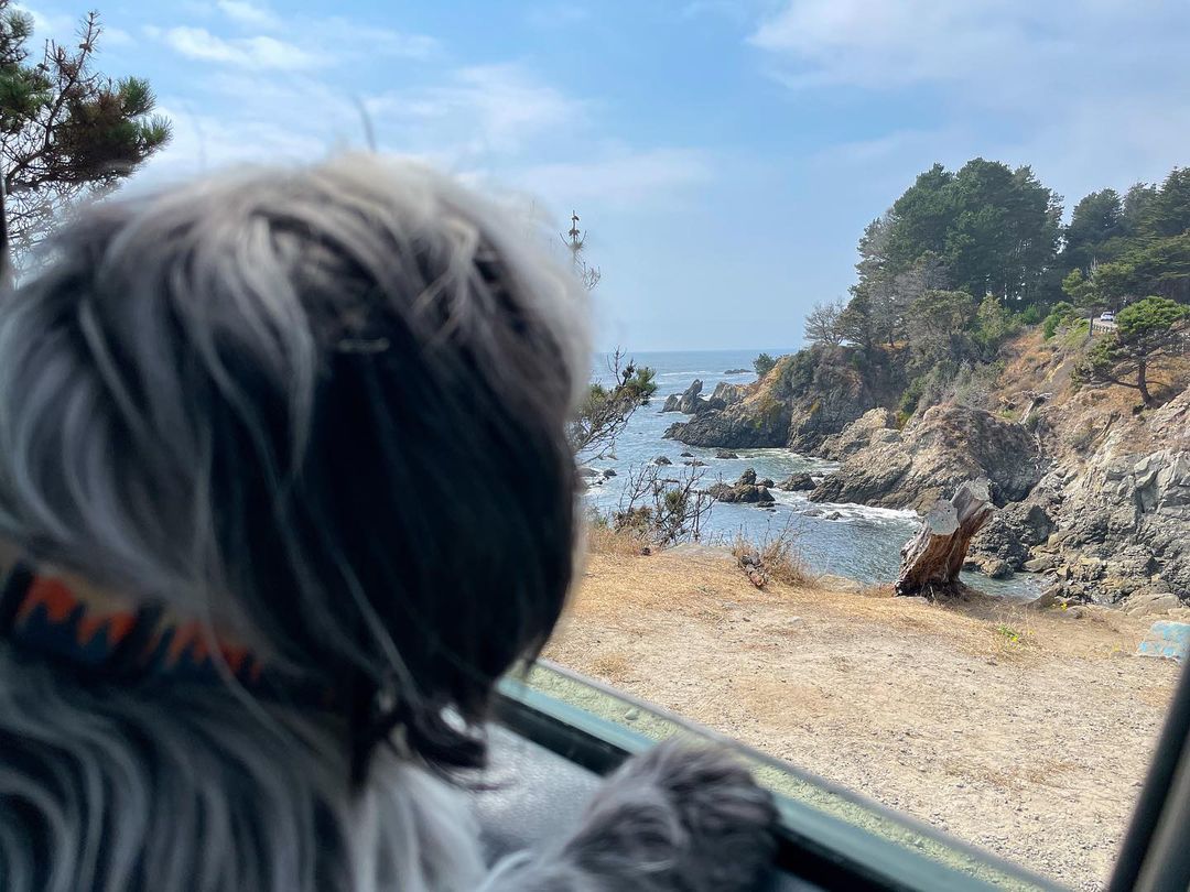 Vanessa Rallonza's Enchanting Coastal Journey - Playful Dog and Pacific Ocean