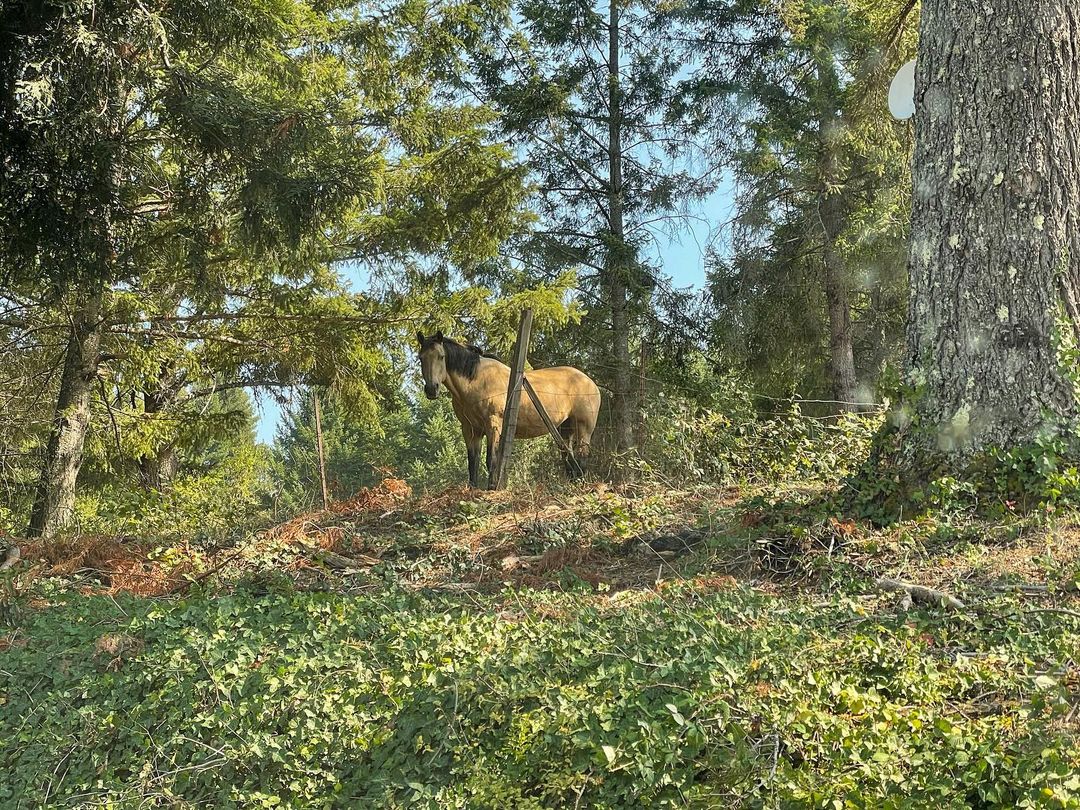 Vanessa Rallonza: Enchanting Solitary Horse Among Coastal Forest